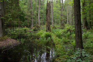 BIAŁOWIEŻA i SZLAK TATARSKI - 5 DNI